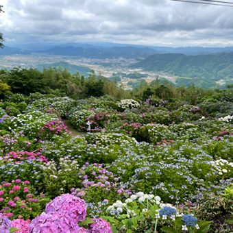 あじさい寺