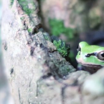 免疫の記憶が薄まっている