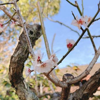 菜の花