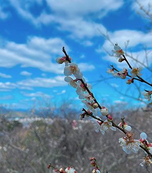 梅林にて