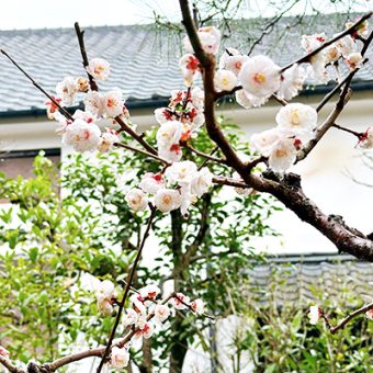 花冷えの季節