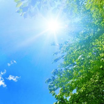 元気な植物は日焼けしない？！