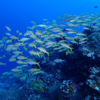 魚を食べると 　 頭が良くなる？！