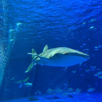 見てきました！水族館の裏側！