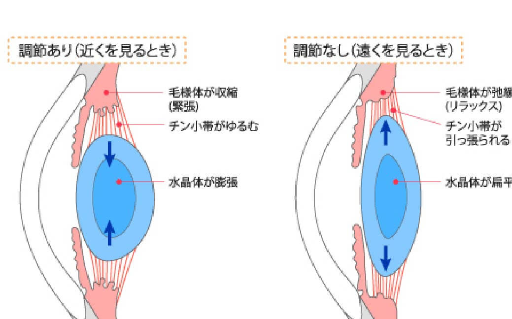 水晶体