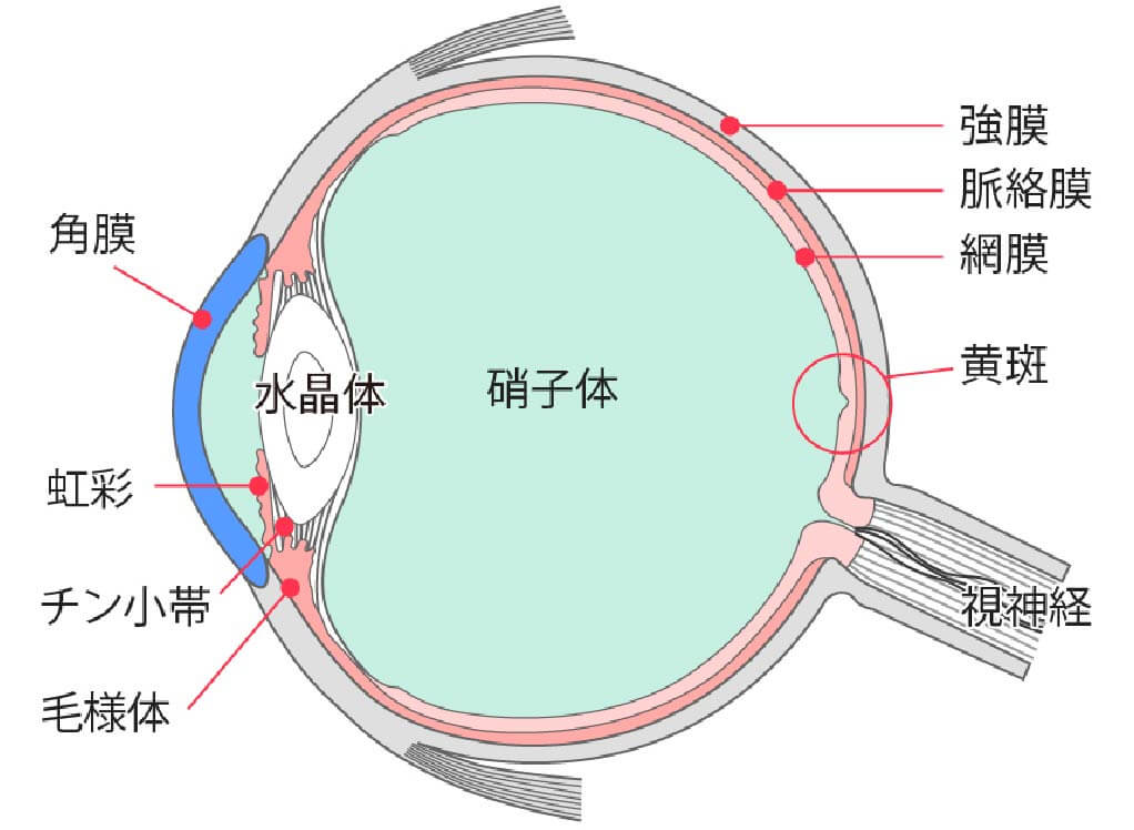 黄斑変性症の病態と症状