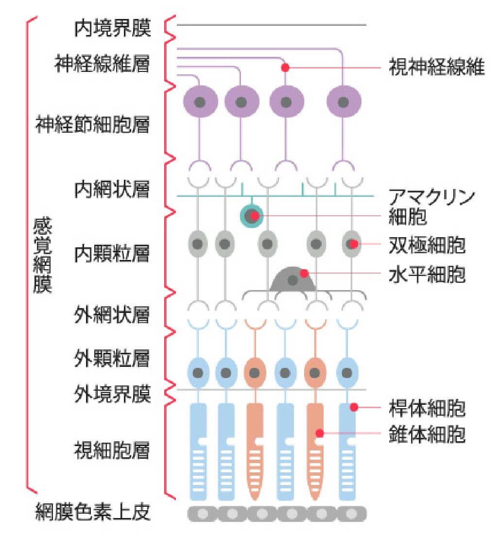 黄斑変性症の原因