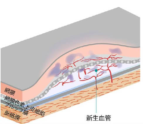 黄斑本来の構造