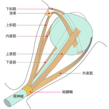 眼を動かす筋肉と神経の異常