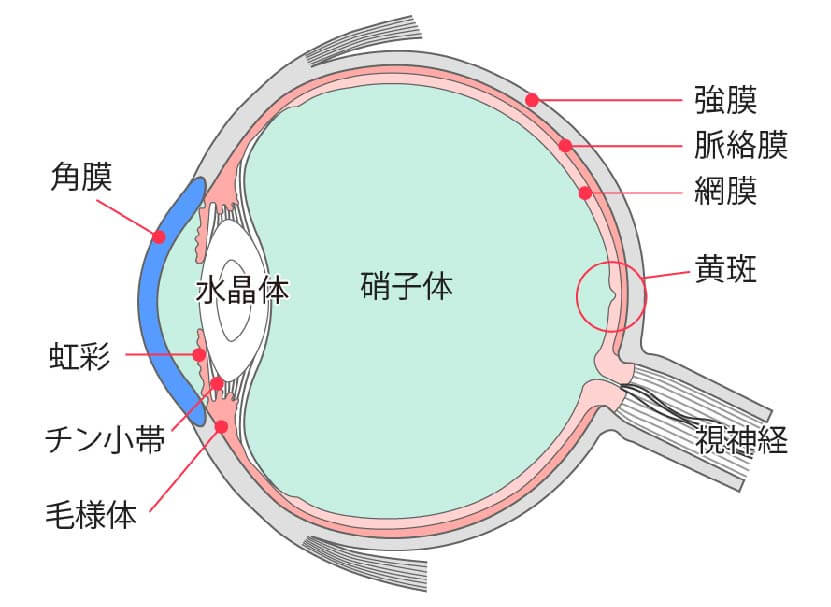 目も臓器